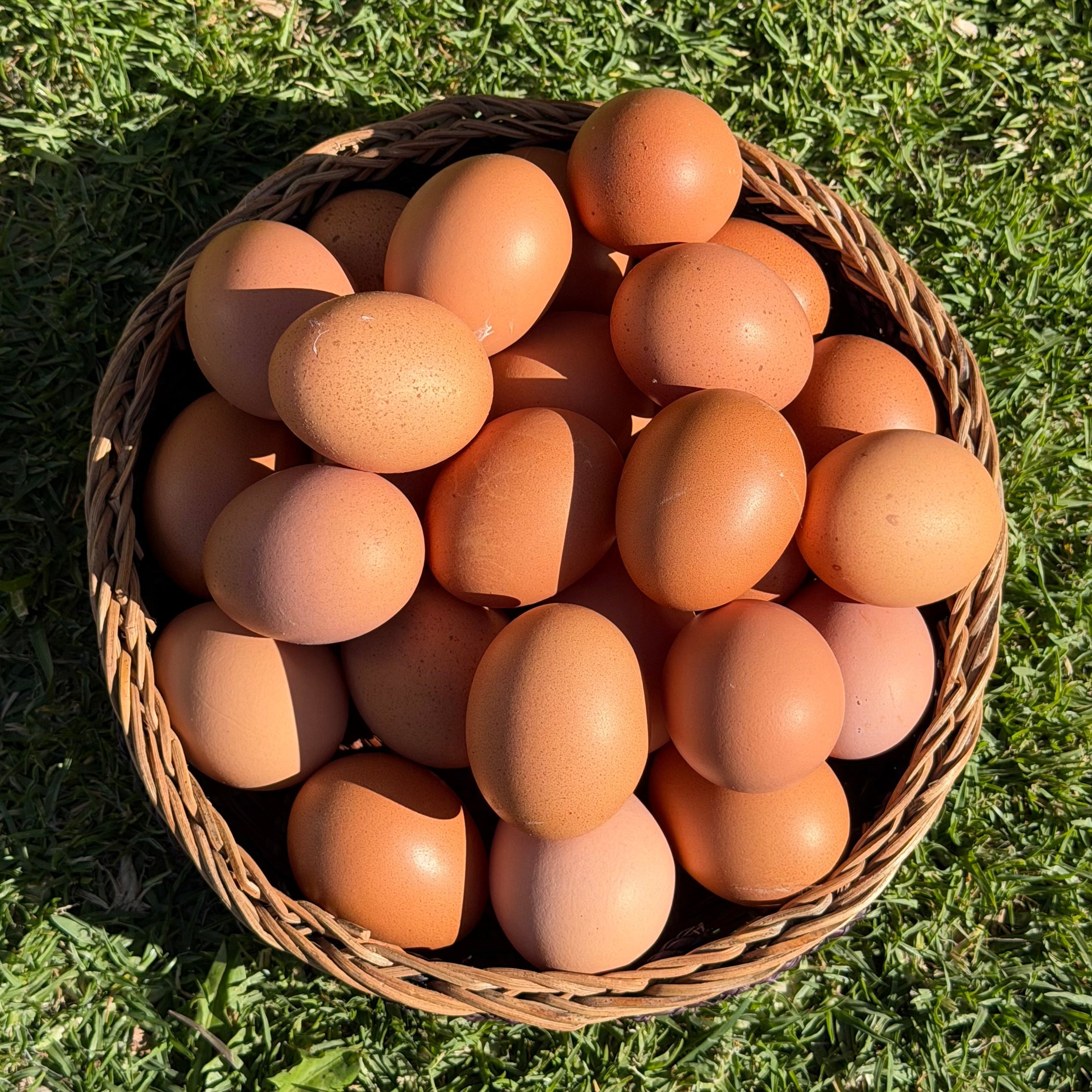 Huevos de gallina libre