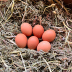 Huevos de Gallina Libre · Calibre Extra