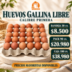 Bandeja de huevos de gallina libre calibre Primera
