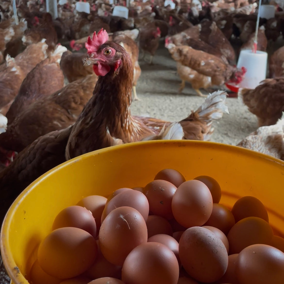 Huevos de Gallina libre