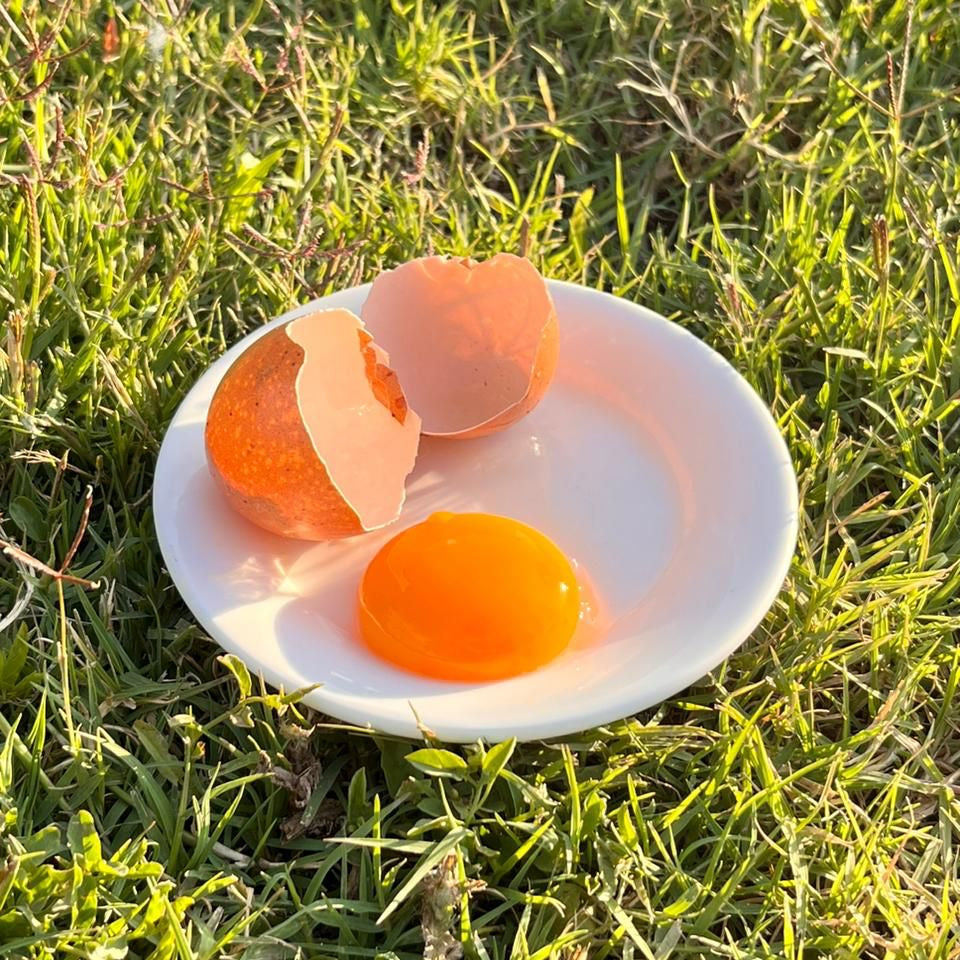 Huevos de Gallina libre