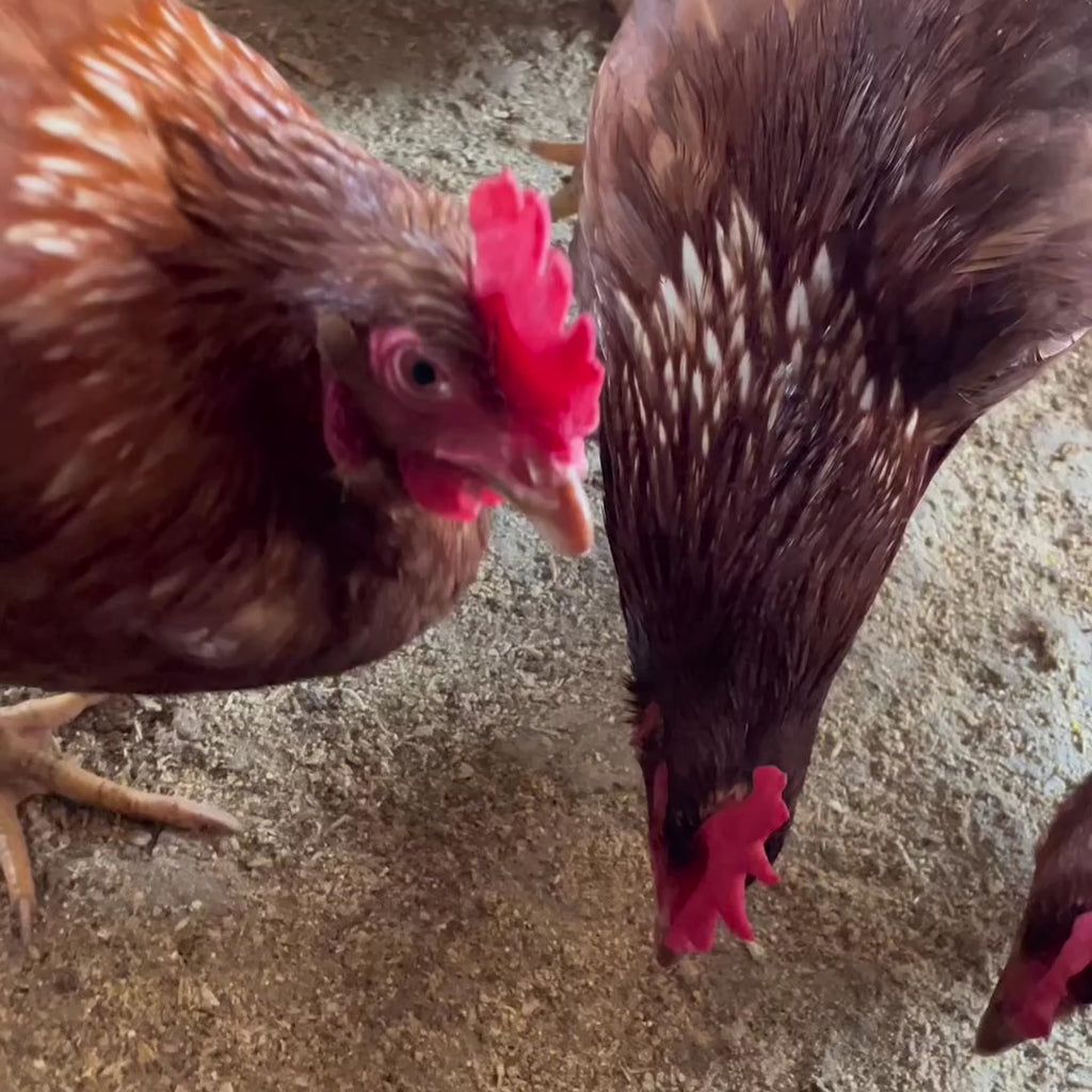 Huevos de Gallina Libre · Calibre Extra
