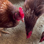 Huevos de Gallina Libre · Calibre Extra